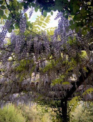 Glicine: La Bellezza Rampicante Del Giardino. Scopri Le Varie - Foto 8