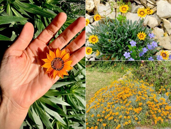 Gazania: la corolla che si chiude di notte