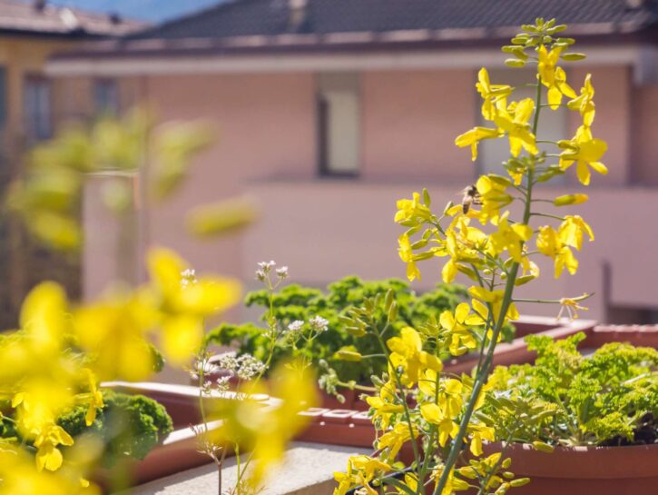 Come allontanare api, vespe e calabroni dal balcone o dal giardino
