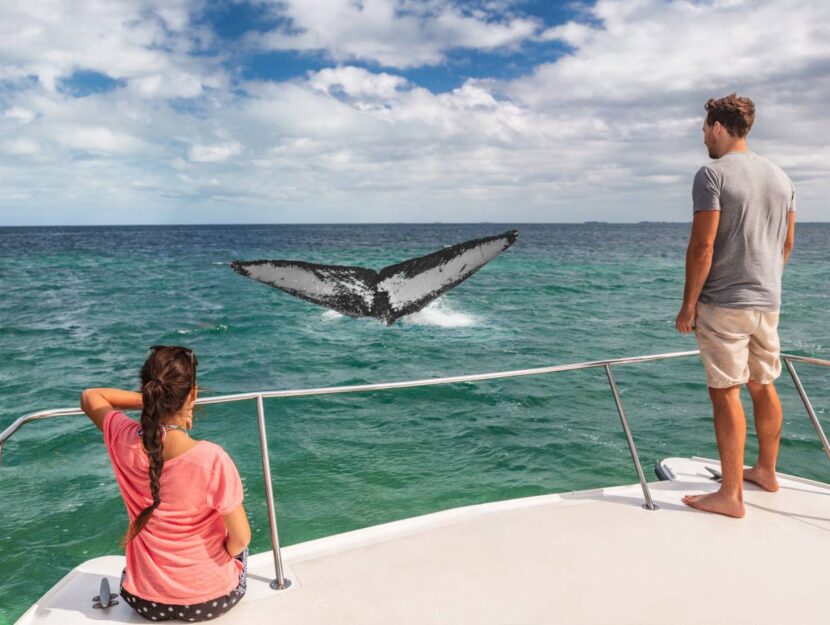 Due turisti avvistano una balena