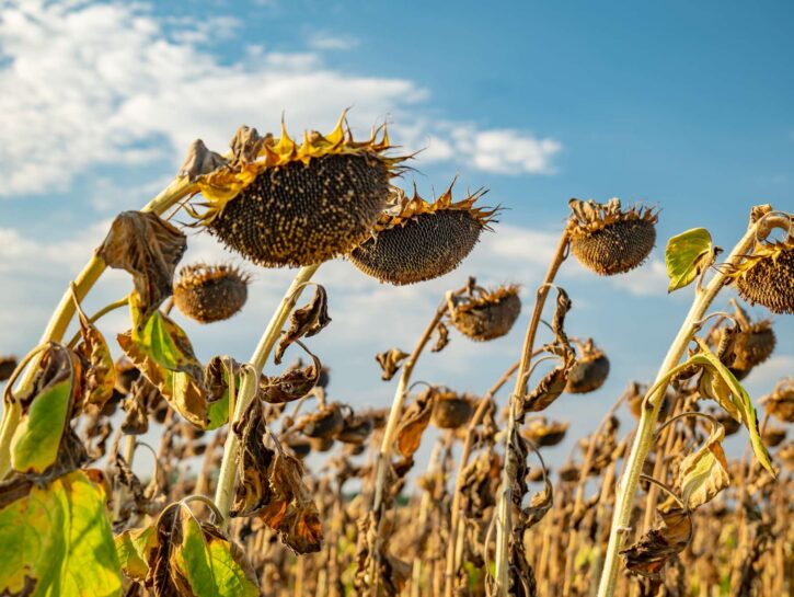 L'Europa si scalda per il meteo estremo