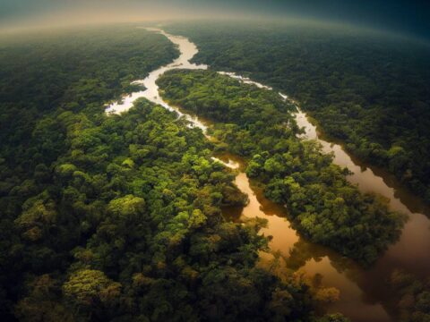 Addio foreste pluviali: i nuovi dati sono impressionanti