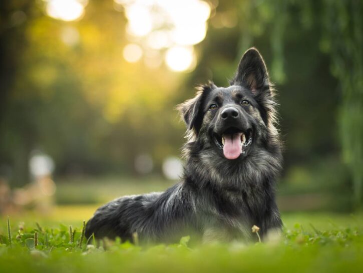 Il cane si perde? Nessun obbligo di denunciare: la sentenza che fa discutere