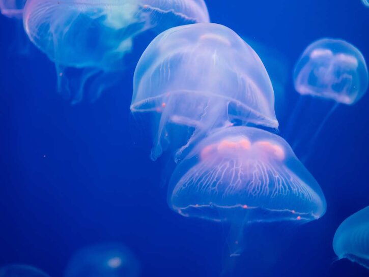 Cambiamenti climatici: le meduse raggiungono i poli