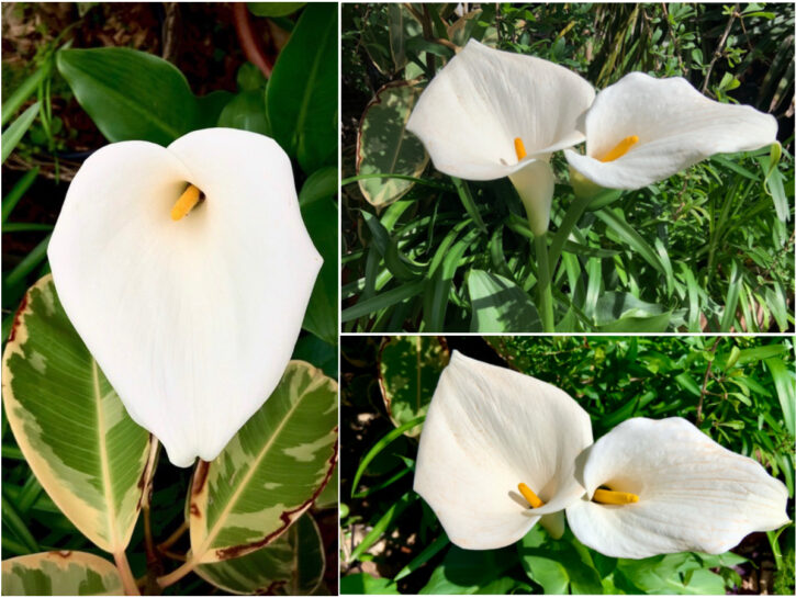 Calla: il fiore che sboccia anche all'ombra