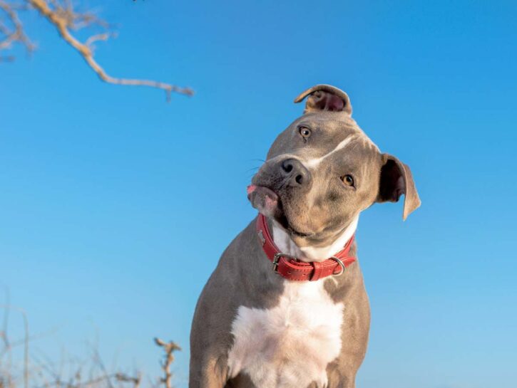 Pitbull: basta demonizzarli, ci sono cani più aggressivi