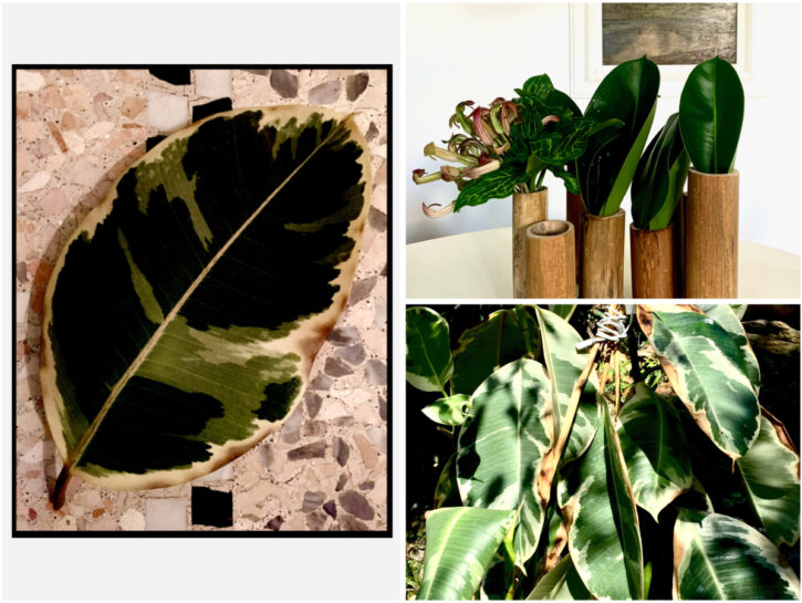 Ficus elastica: foglie XXL per un look jungle-style