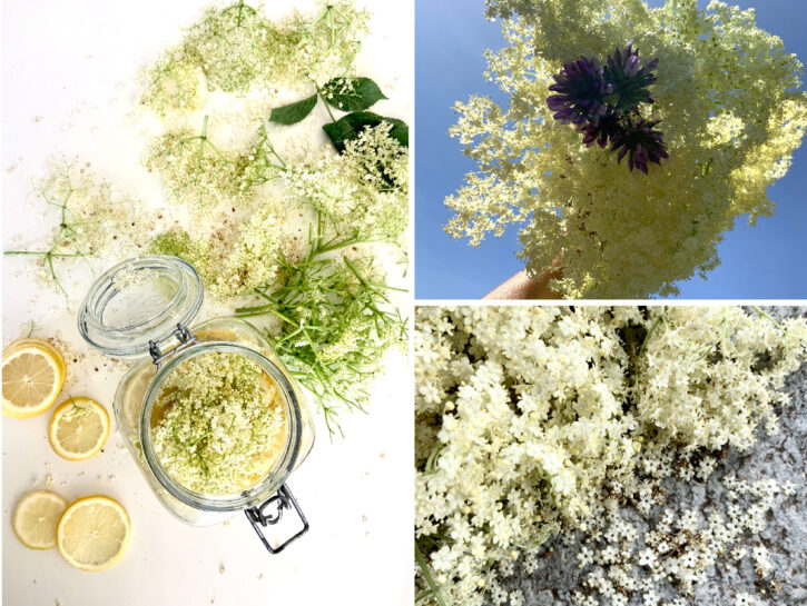 Sambuco: foraging (anche) in città