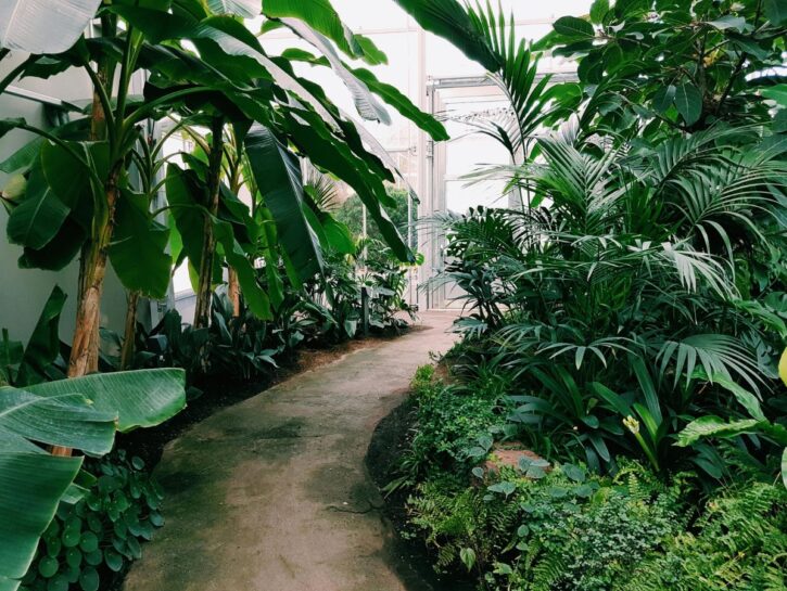Piante sempreverdi, le migliori per il tuo giardino
