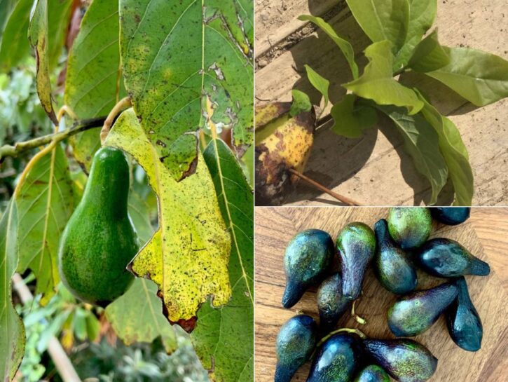 Seminare l'avocado: chi non ha ancora provato?