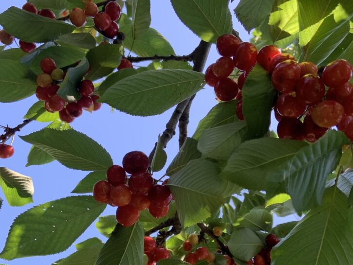 Ciliegio: pianta da orto o da giardino?