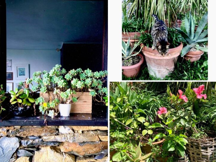 Potted Garden, il giardino mutante