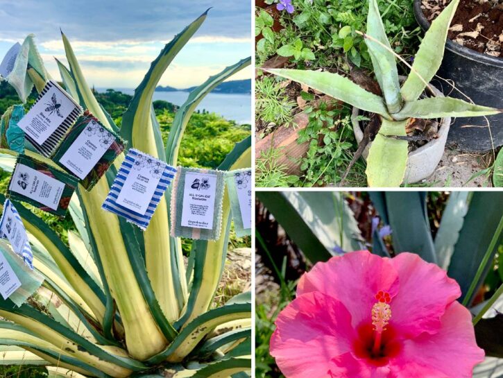 Agave, alofite ed altre storie di sale