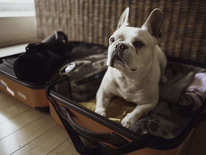 Viaggiare con il cane