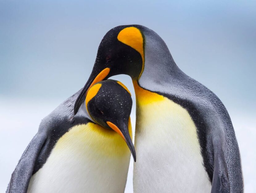 Due pinguini