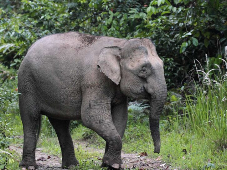 Animali e piante, aumentano le specie in via di estinzione