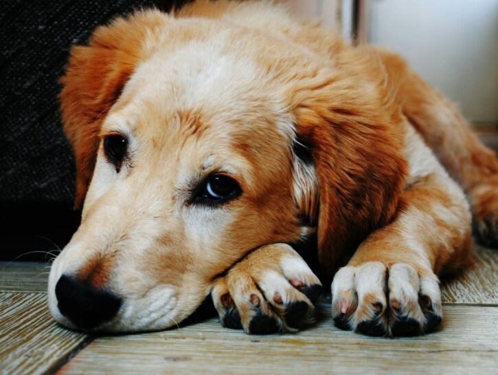 Carcere e ritiro della patente per chi abbandona gli animali