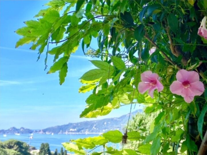 Giardinaggio: il tempo di sognare