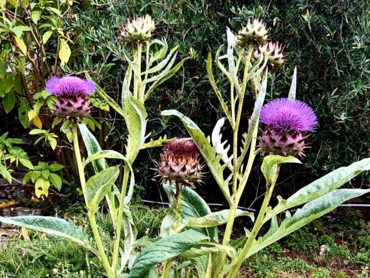 Cardo: bello d’estate, buono in inverno