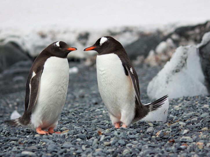 Omosessualità, nuove evidenze scientifiche sugli animali