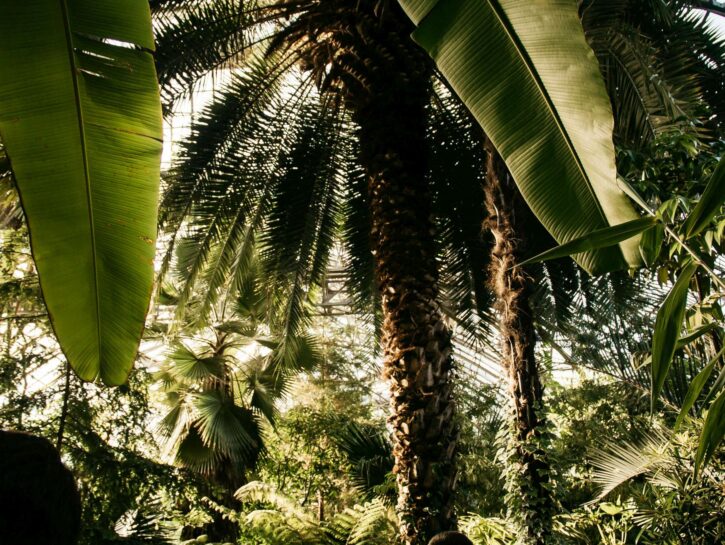 Allarme estinzione, l'1% della superficie terrestre da salvare