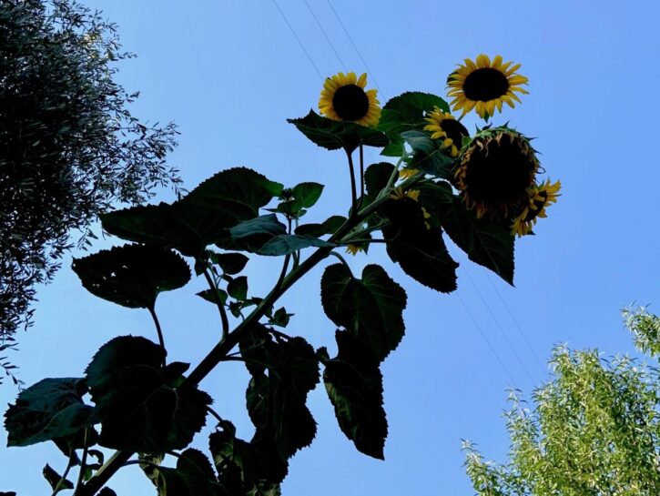 Girasole, il riassunto dell'estate