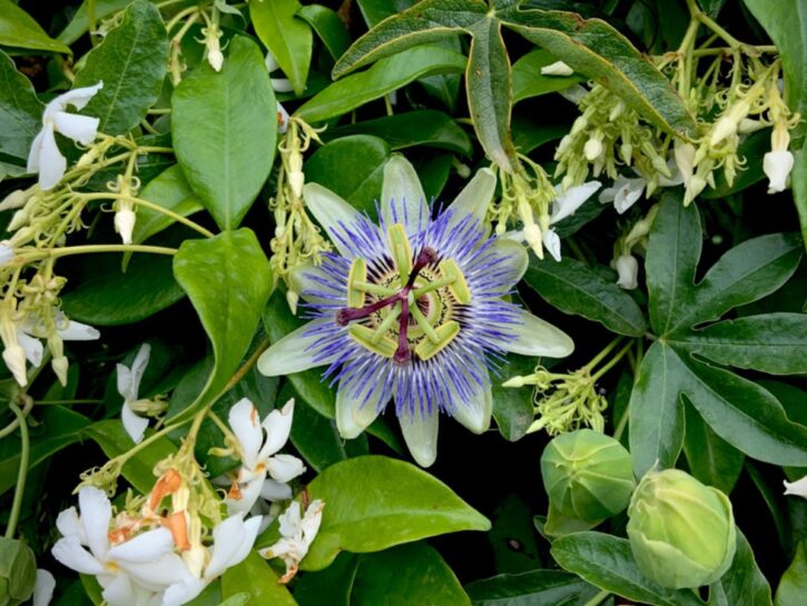 Passiflora: la bella sudamericana che si finge erbaccia