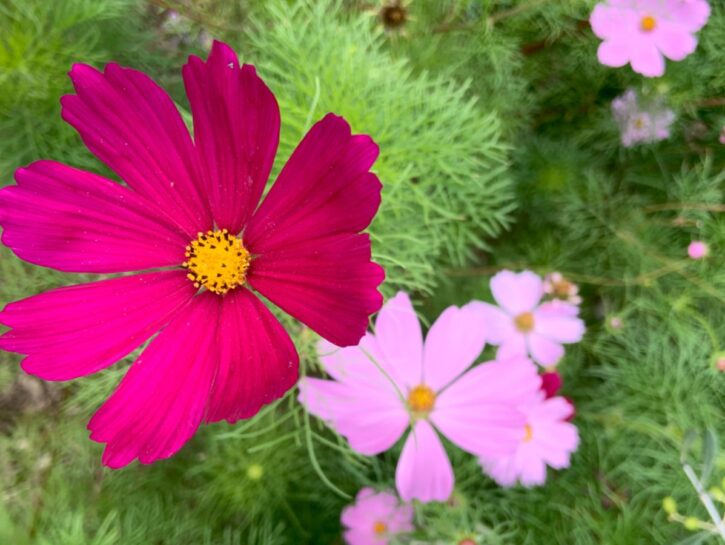 Cosmea: per una lunga estate in fiore