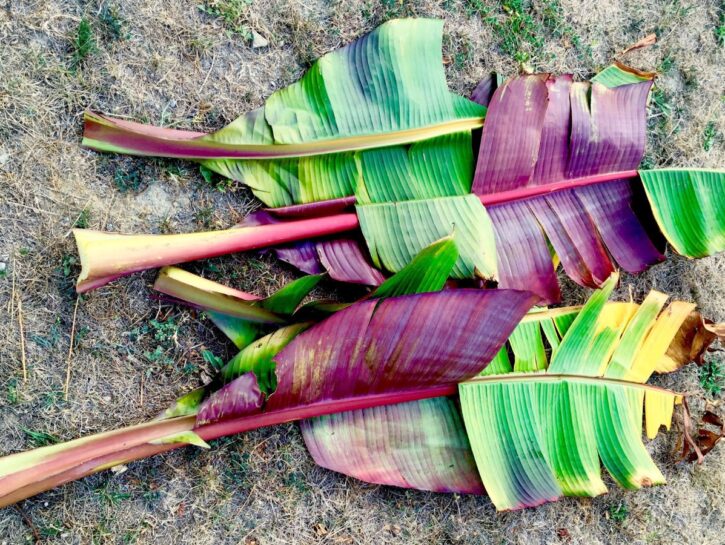 Banano, la tropicale dalle foglie XXL
