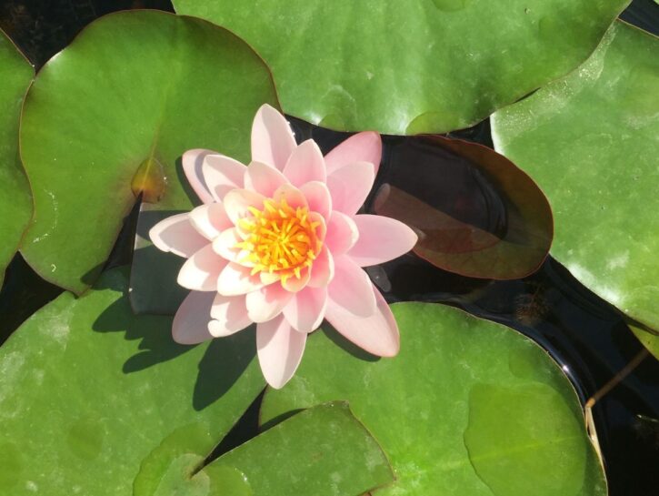 Il giardino d'acqua