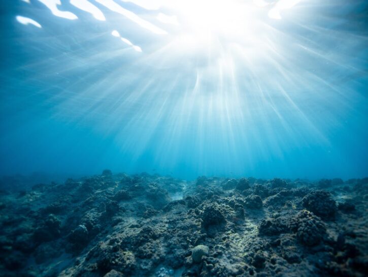 Clima, oceani sempre più caldi: gli effetti sugli squali