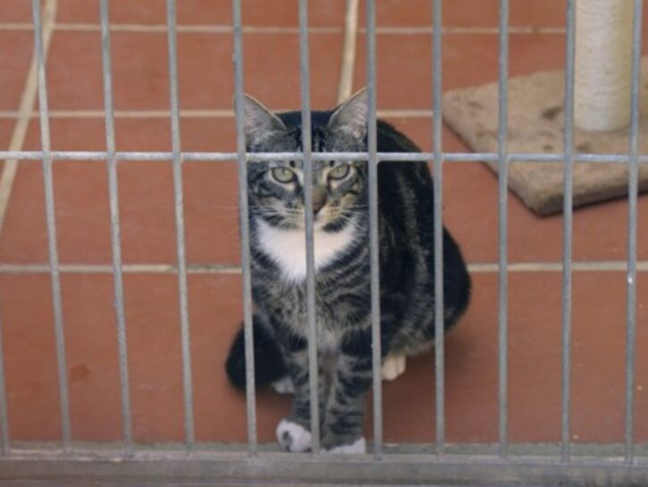 AAA cercasi casa per cani e gatti in difficoltà, anche temporaneamente