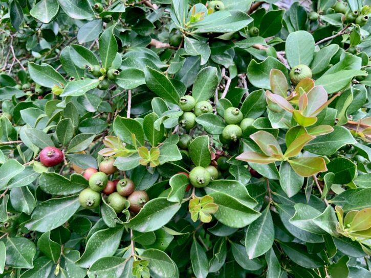 Guava: la bella ornamentale che fruttifica anche in vaso