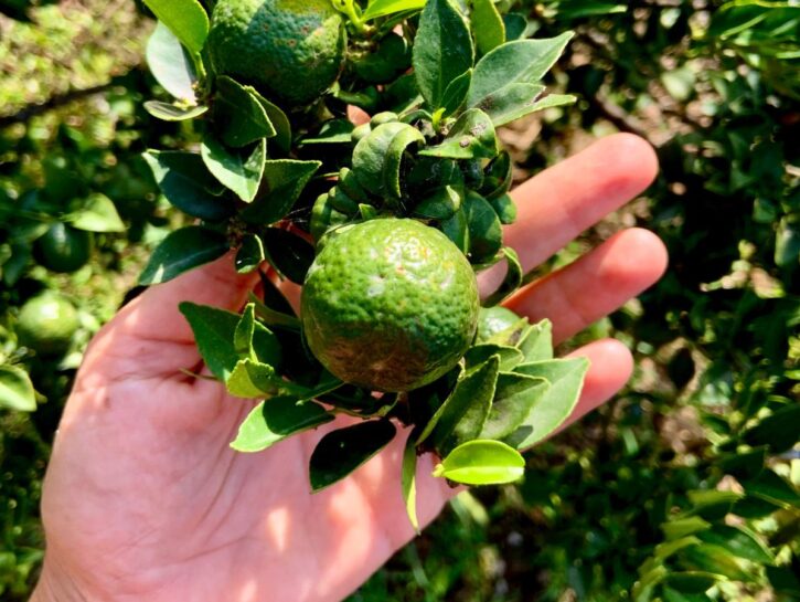Chinotto, l'agrume sconosciuto