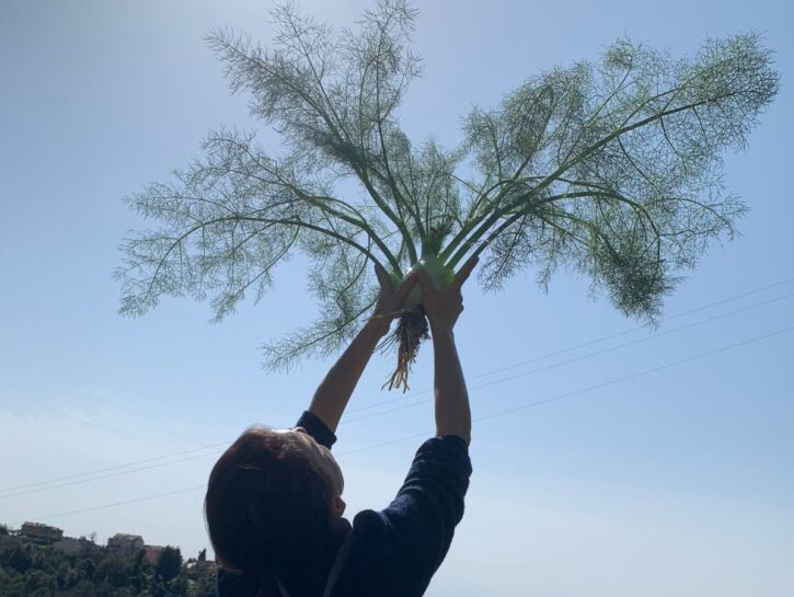 Finocchio, il re del Giardino