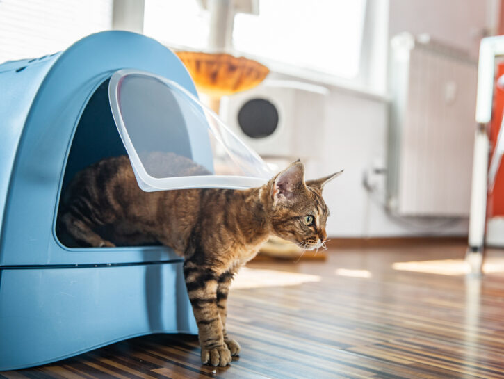 Come pulire e disinfettare la lettiera del gatto