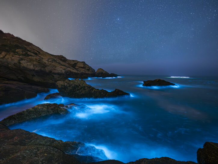 Baie bioluminescenti, le mete dove osservare questa magia