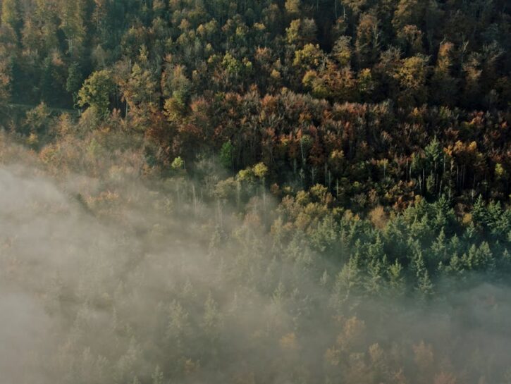 Cloud-milking: la tecnica a impatto zero per salvare le foreste