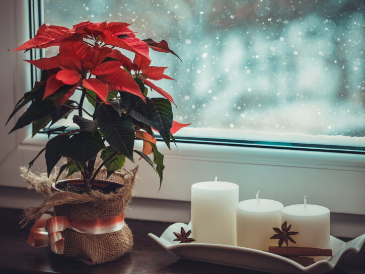 Tutti i segreti per una Stella di Natale sana e rigogliosa