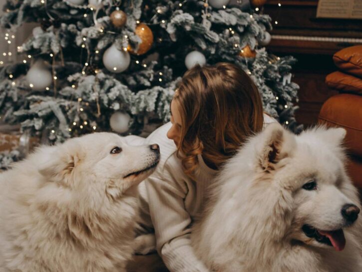 Cani e botti di Capodanno, cosa fare