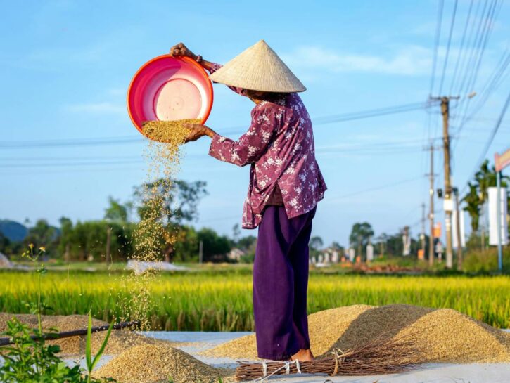 Clima, a rischio la produzione mondiale di riso