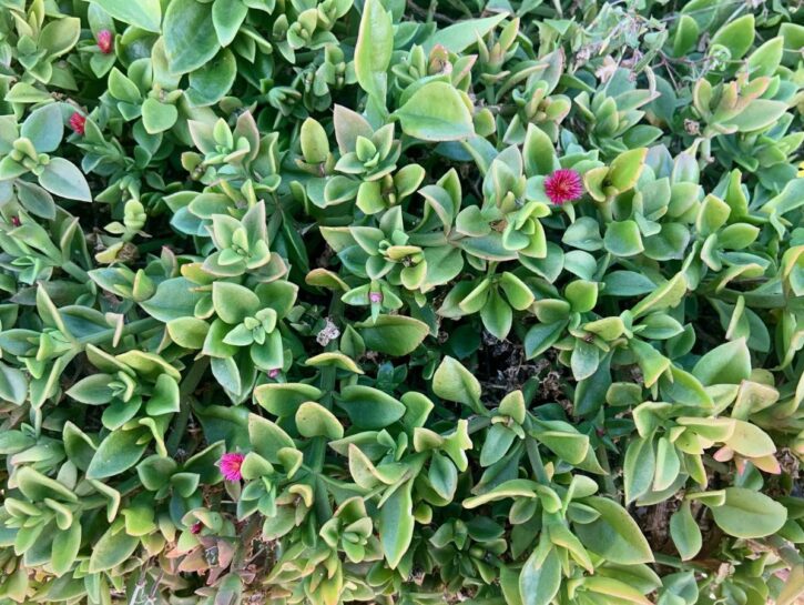 Aptenia: la pianta che di difficile ha solo il nome 