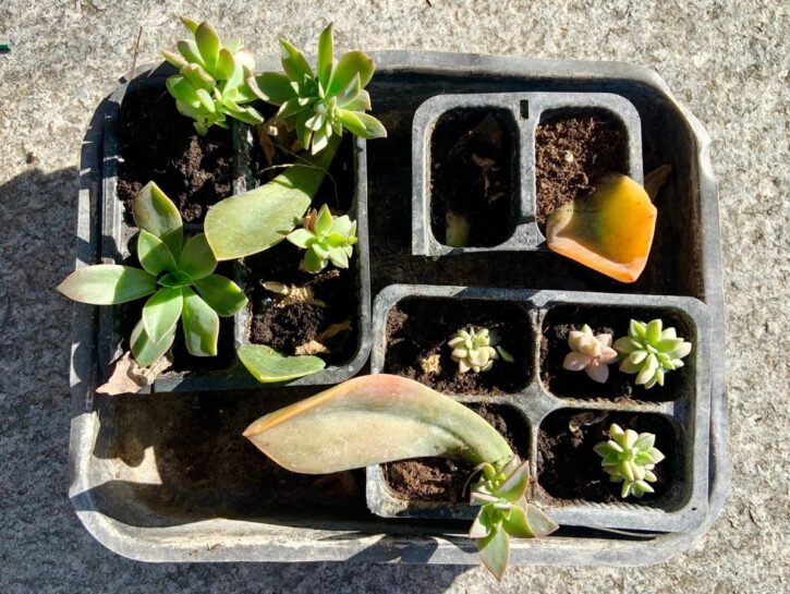 Giardinaggio di inizio anno: propagare piante e buoni propositi