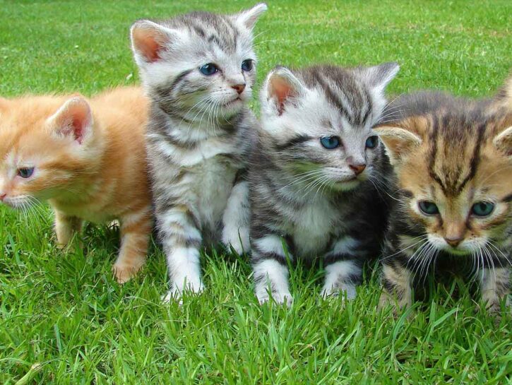 Come allontanare i gatti randagi dal giardino
