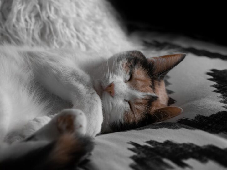 I gatti? Aiutano a ridurre stress e ansia. Cosa dice lo studio