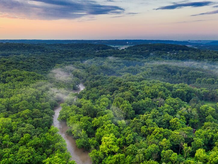 Vertice sul clima: strage di alberi per fare la strada