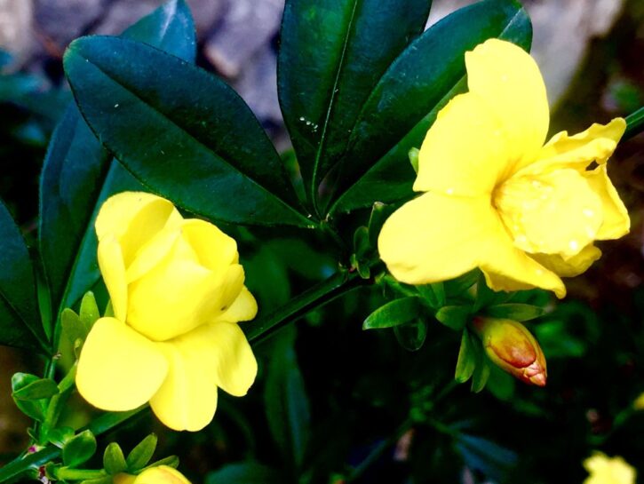 Gelsomino primulino, il sempreverde che anticipa la primavera