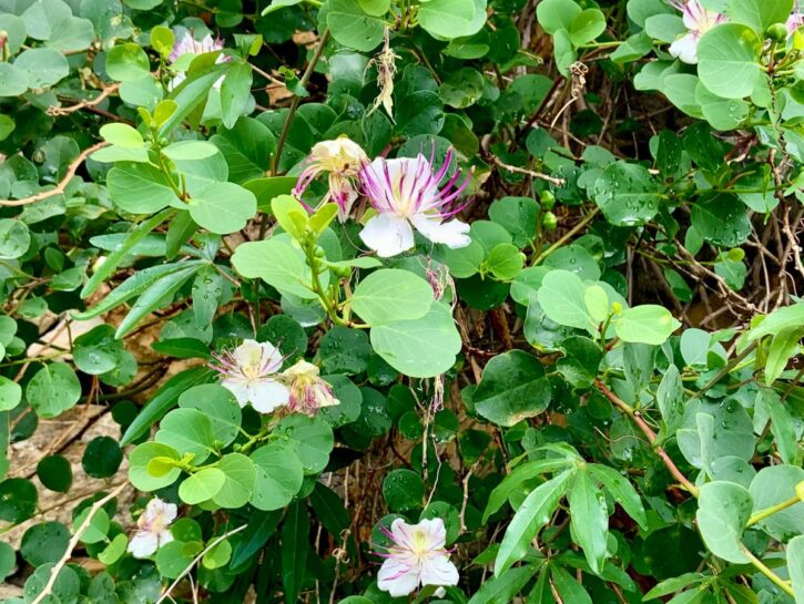Foraging di primavera: andar per erbe non è mai stato così cool