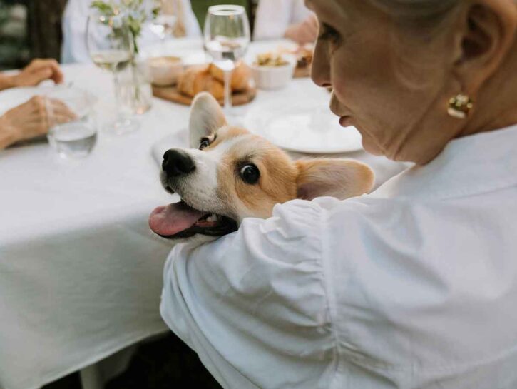 5 modi per calmare il cane in calore