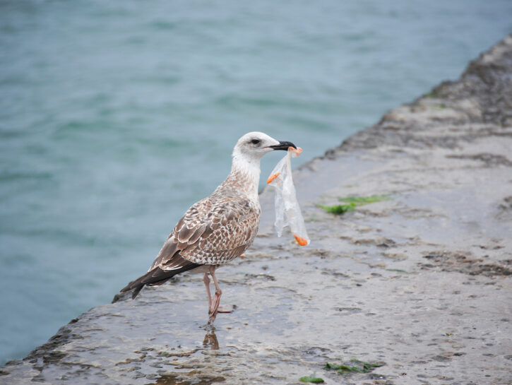 Microplastiche nell'aria, la scoperta nei polmoni degli uccelli
